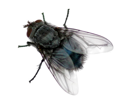 fly