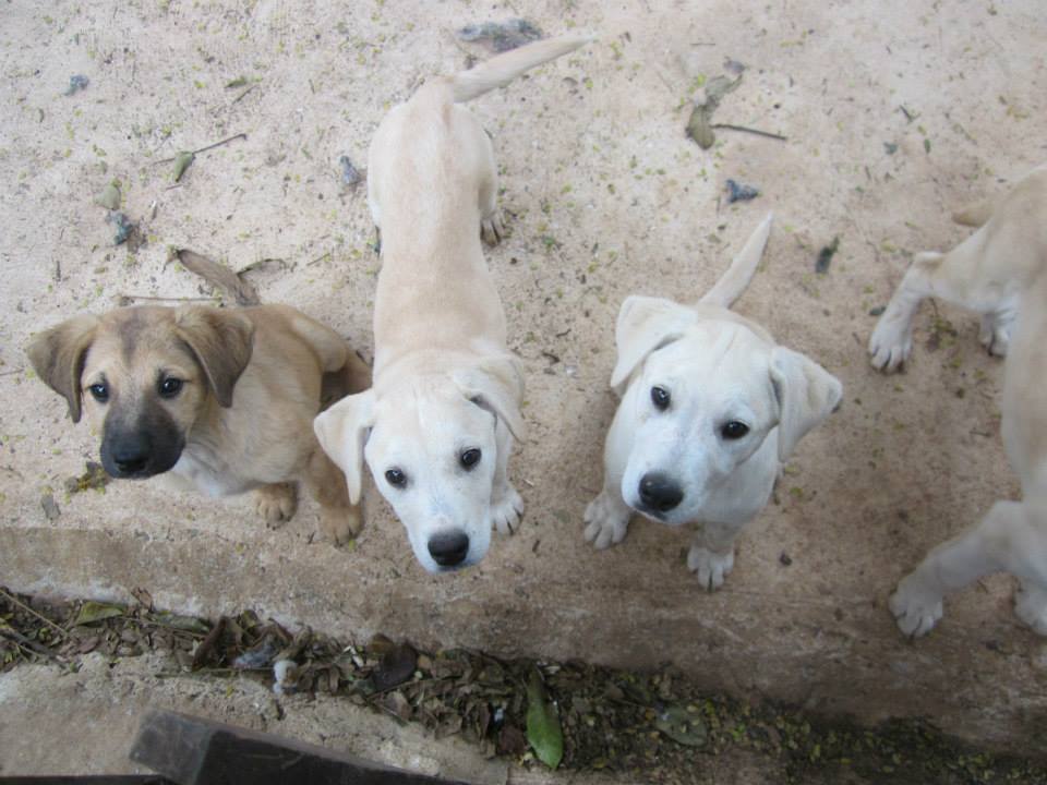 SPCA