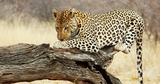 We have the Kruger National Park. This photo was posted on mpumalangainfo.com. 