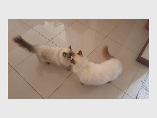Marius se ander ragdoll-kat was ook verlig om vir Merlin terug te hê.