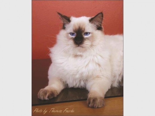 Merlin, die Ragdoll-kat.