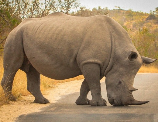 White rhino numbers