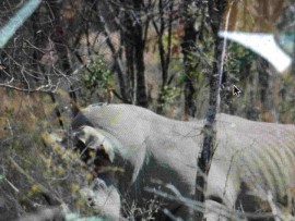 Poaching in KNP