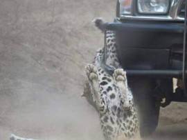 Leopard attack KNP
