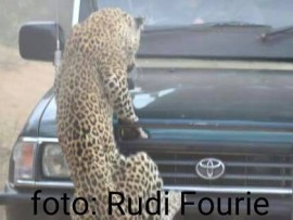 Leopard attack KNP