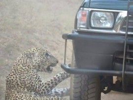 Leopard attack KNP