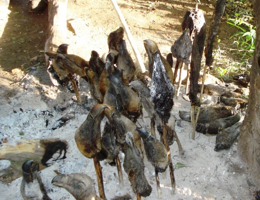 Vultures critically endangered