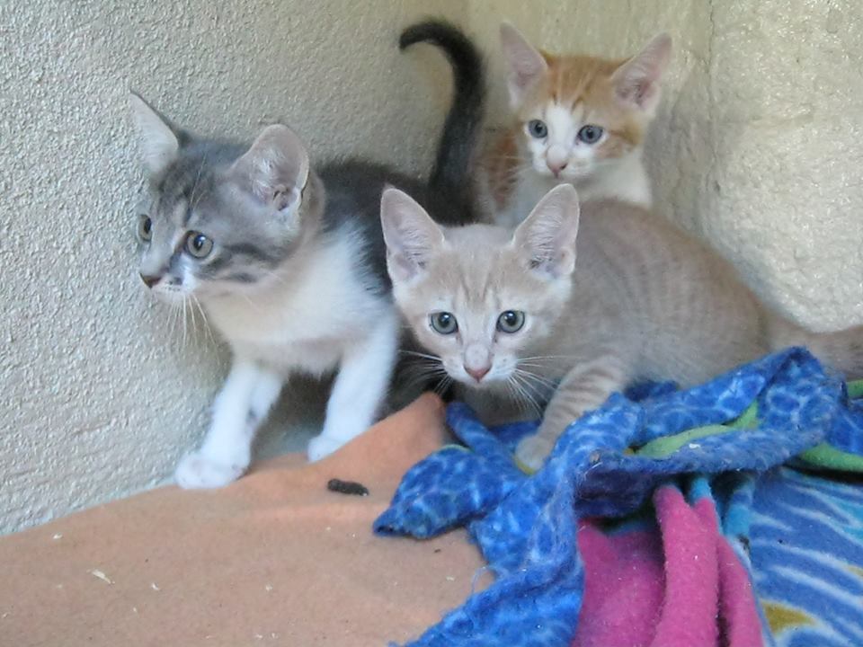 pets