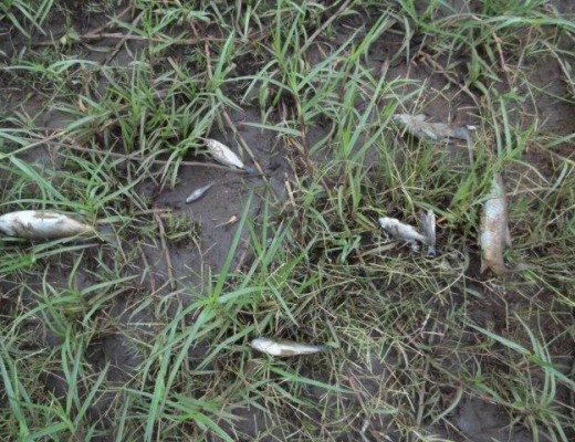 Pollution in Olifants River