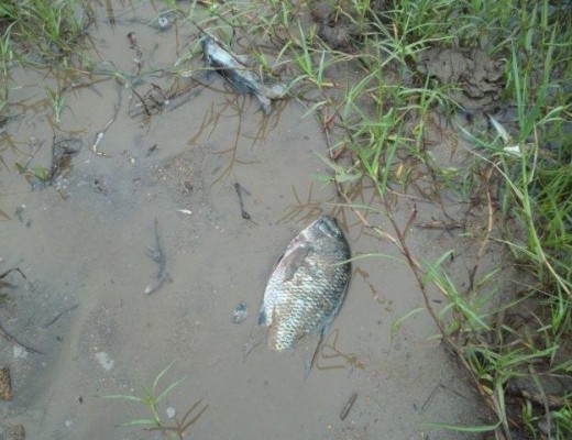 Pollution in Olifants River
