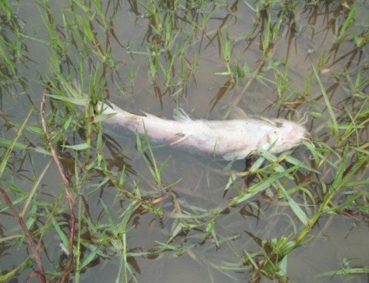 Pollution in Olifants River