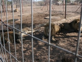 World Lion's Day
