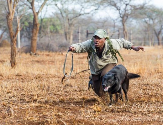 K9 anti-poaching unit KNP