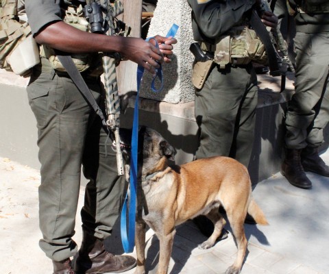 K9 anti-poaching