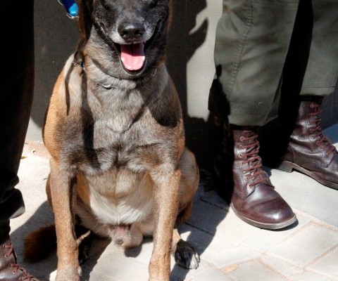 K9 anti-poaching