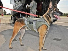 K9 anti-poaching unit KNP