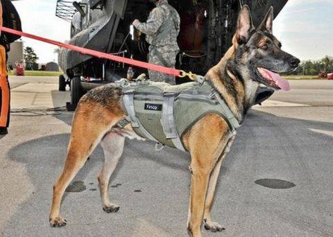 K9 anti-poaching unit KNP