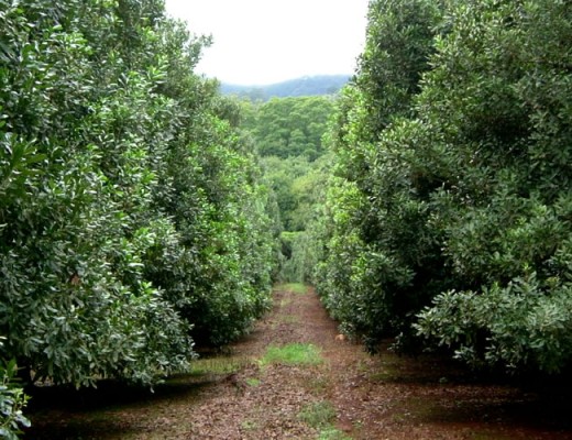 International Macadamia Symposium