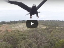 eagle