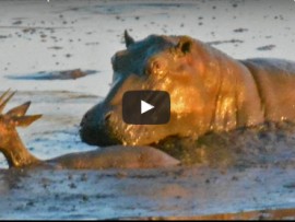 hippo