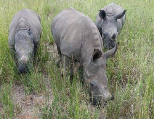 Care for Wild Rhinos. (4)