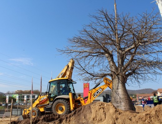 The nine-ton baobab was safely moved to its new spot at the centre's entrance.