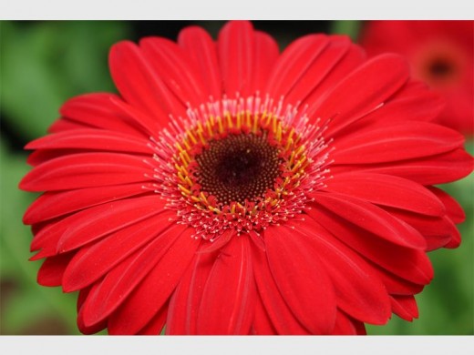 A gerbera.