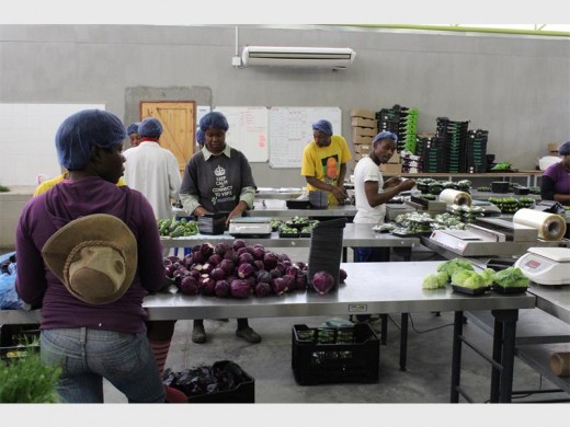 Employees in the pack house. They supply organic vegetables to the suppliers of Woolworths. 