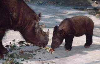 The smallest living species of rhino, it is also the hairiest