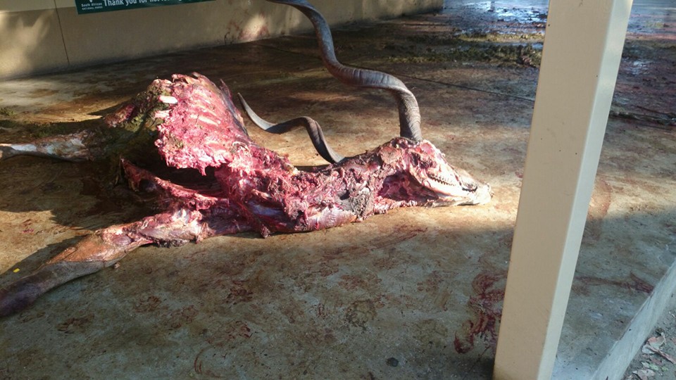 The carcass was gnawed and skinned.