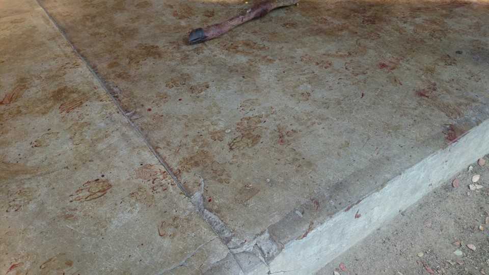 Tracks made in blood were found all over the scene.