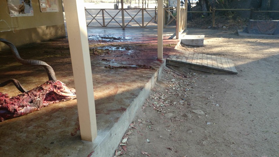 Guts and blood strewn across the veranda floor.