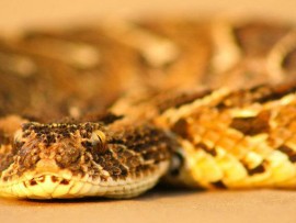 puff adder