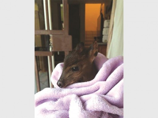Kuifie, die weeskind-rooiduikertjie.