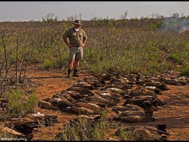 dead vultures