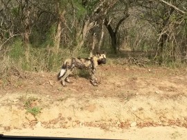 wild dogs