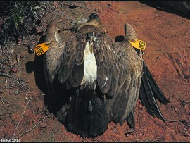 poisoned animals