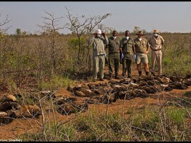 poisoned animals