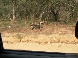 wild dogs