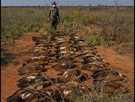 poisoned animals