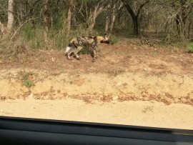 wild dogs