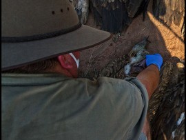 poisoned animals