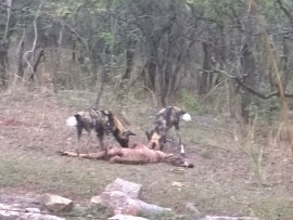 wild dogs