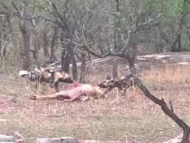 wild dogs