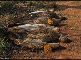 poisoned animals