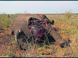 poisoned animals
