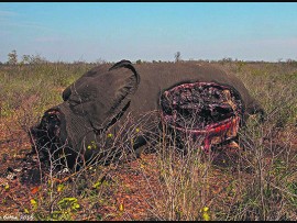 poisoned animals