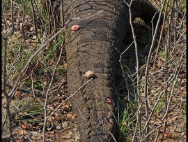 poisoned animals
