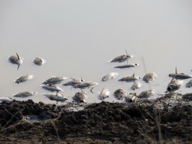 Dead fish 2