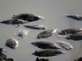 Dead fish 3
